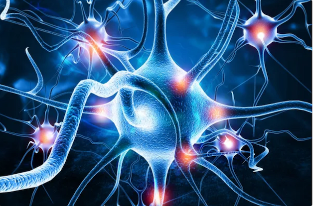 An illustration of neurons connected in a network by thin dendrites.