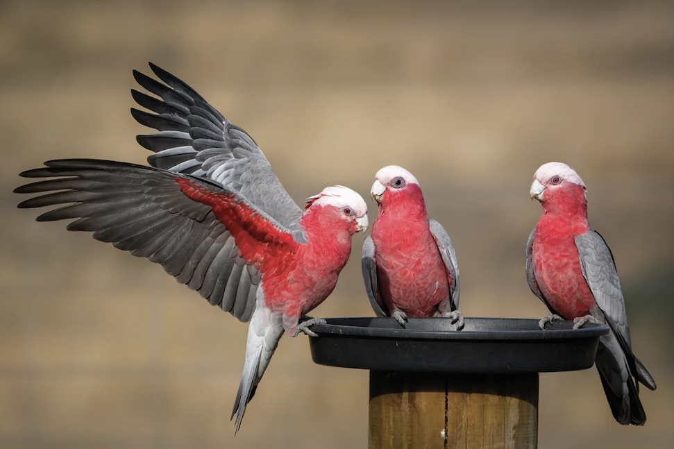 Three cockatoos with red breasts and gray wings