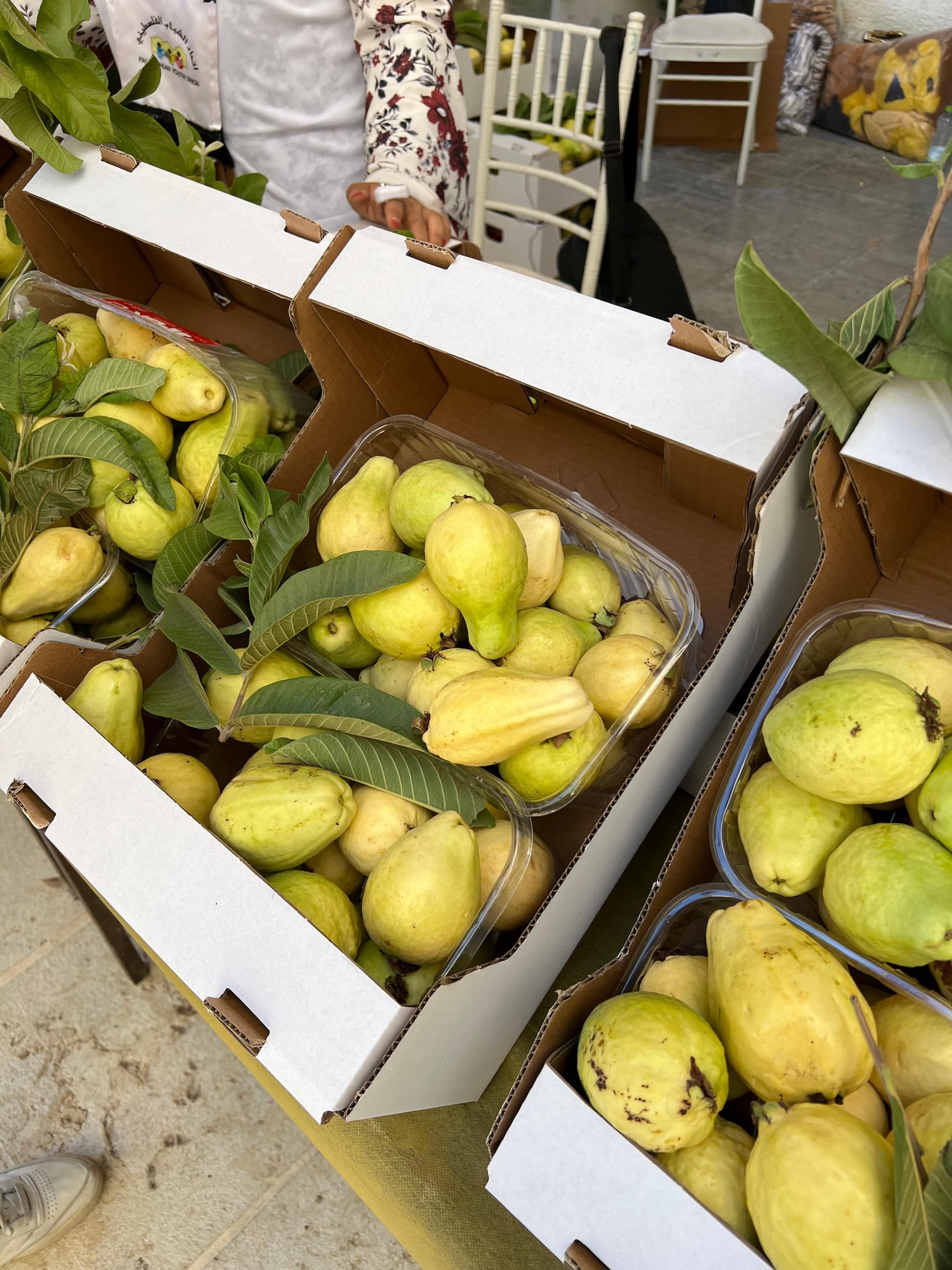 Guavas grown in Qalqilya