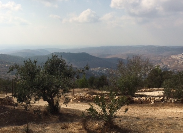 Olive trees and stone terraces on our family farm, overlooking the hills near Bethlehem