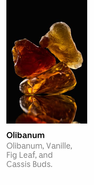 Olibanum | Olibanum, Vanille, Fig, Leaf, and Cassis Buds.