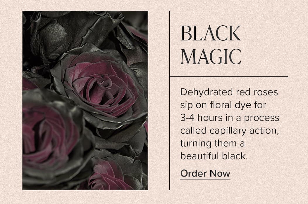 BLACK MAGIC. Dehydrated red roses sip on floral dye for 3-4 hours in a process called capillary action, turning them in a beautiful black. Order Now.