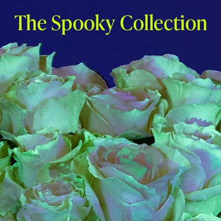 The Spooky Collection