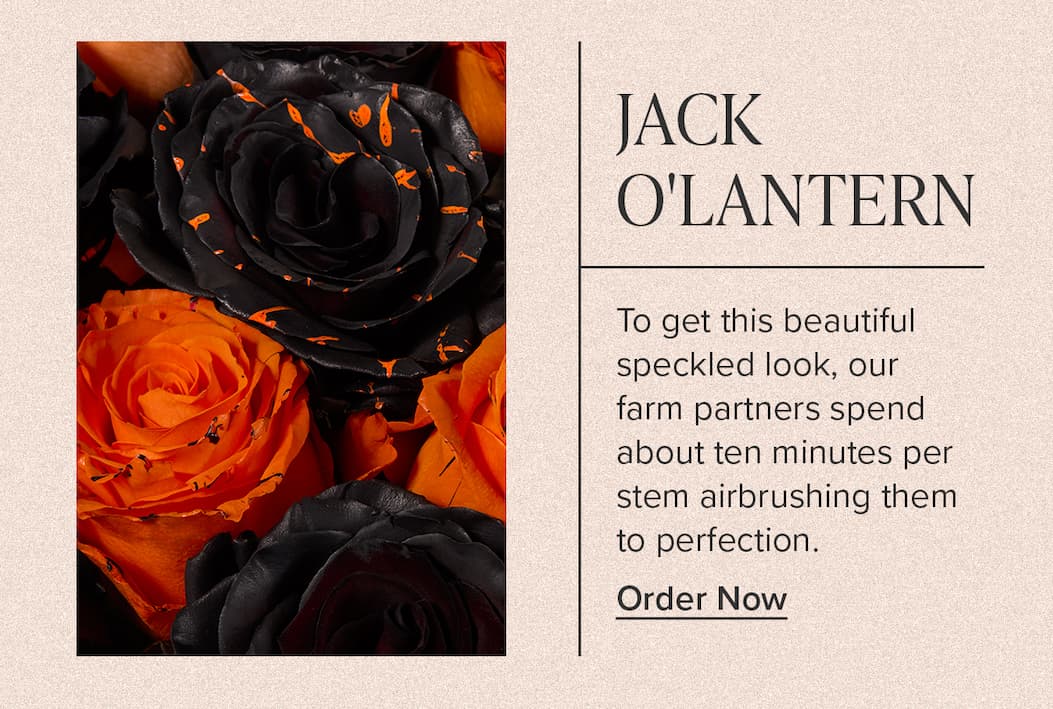 JACK O'LANTERN. To get this beautiful speckled look, our farm partners spend about ten minutes per stem airbrushing them to perfection. Order Now.