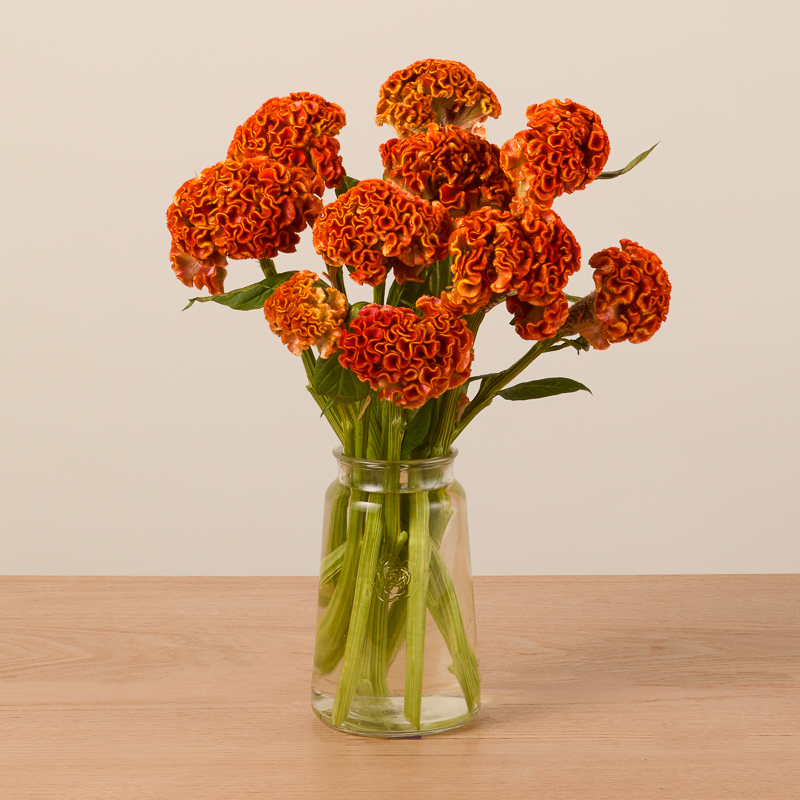 Pumpkin Celosia Bouq