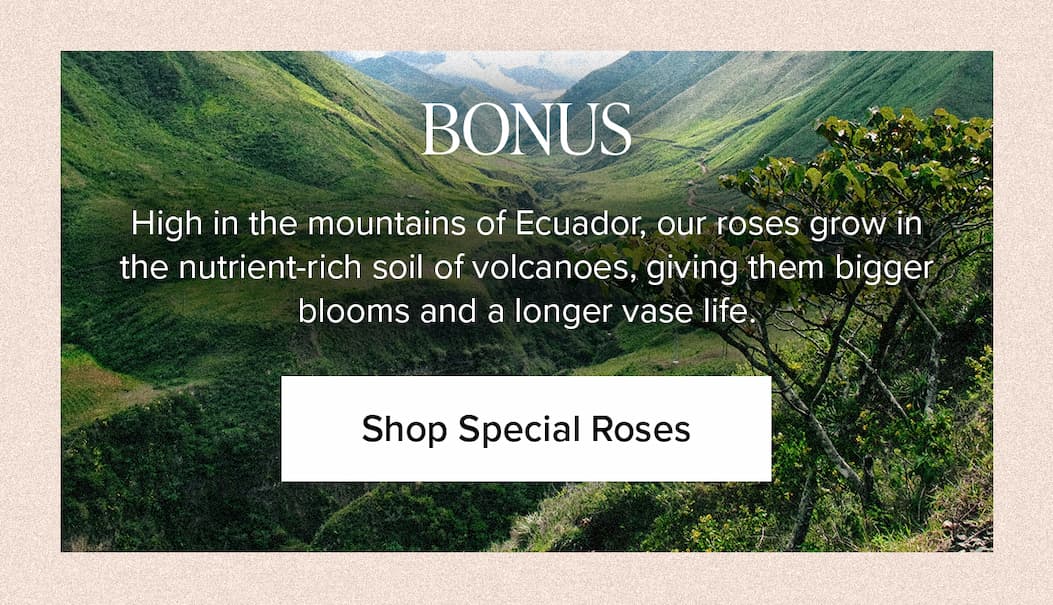 BONUS. High in the mountains of Ecuador, our roses grow in the nutrient-rich soil of volcanoes, giving them bigger blooms and a longer vase life. Shop Special Roses.