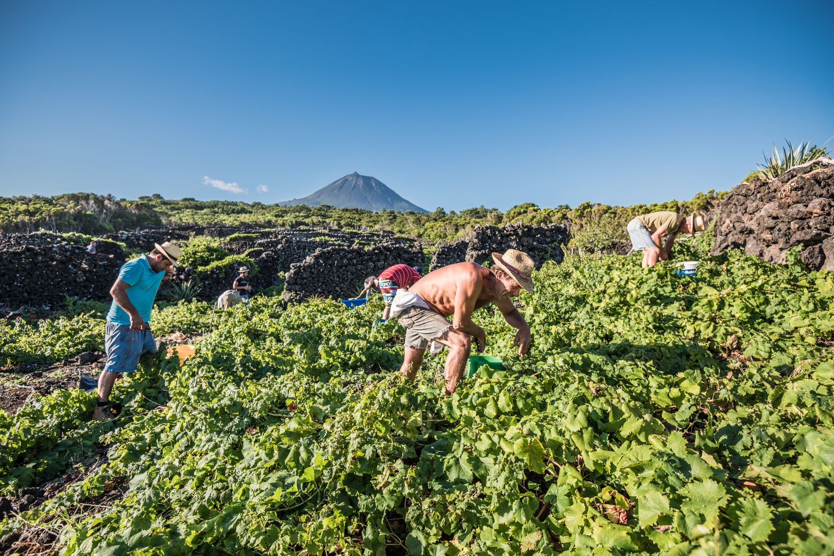 Harvest on Pico with the volcano rising in the distance