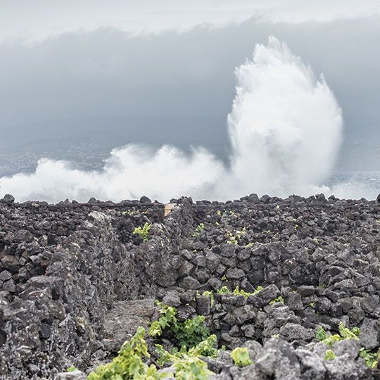 Atlantic surf exploding against the black basalt currais of Pico
