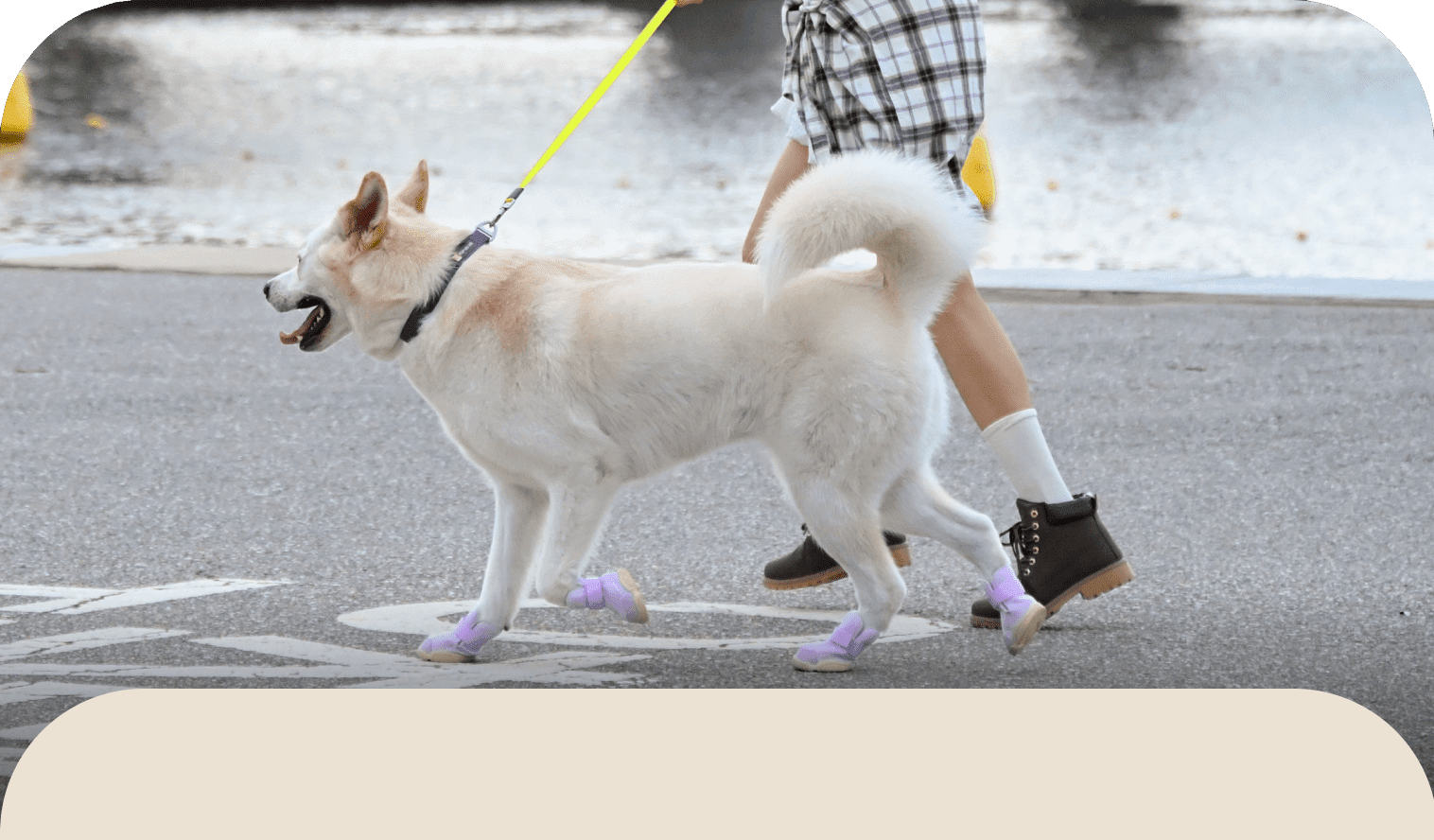 RIFRUF | Caesar 1S Dog Sneakers