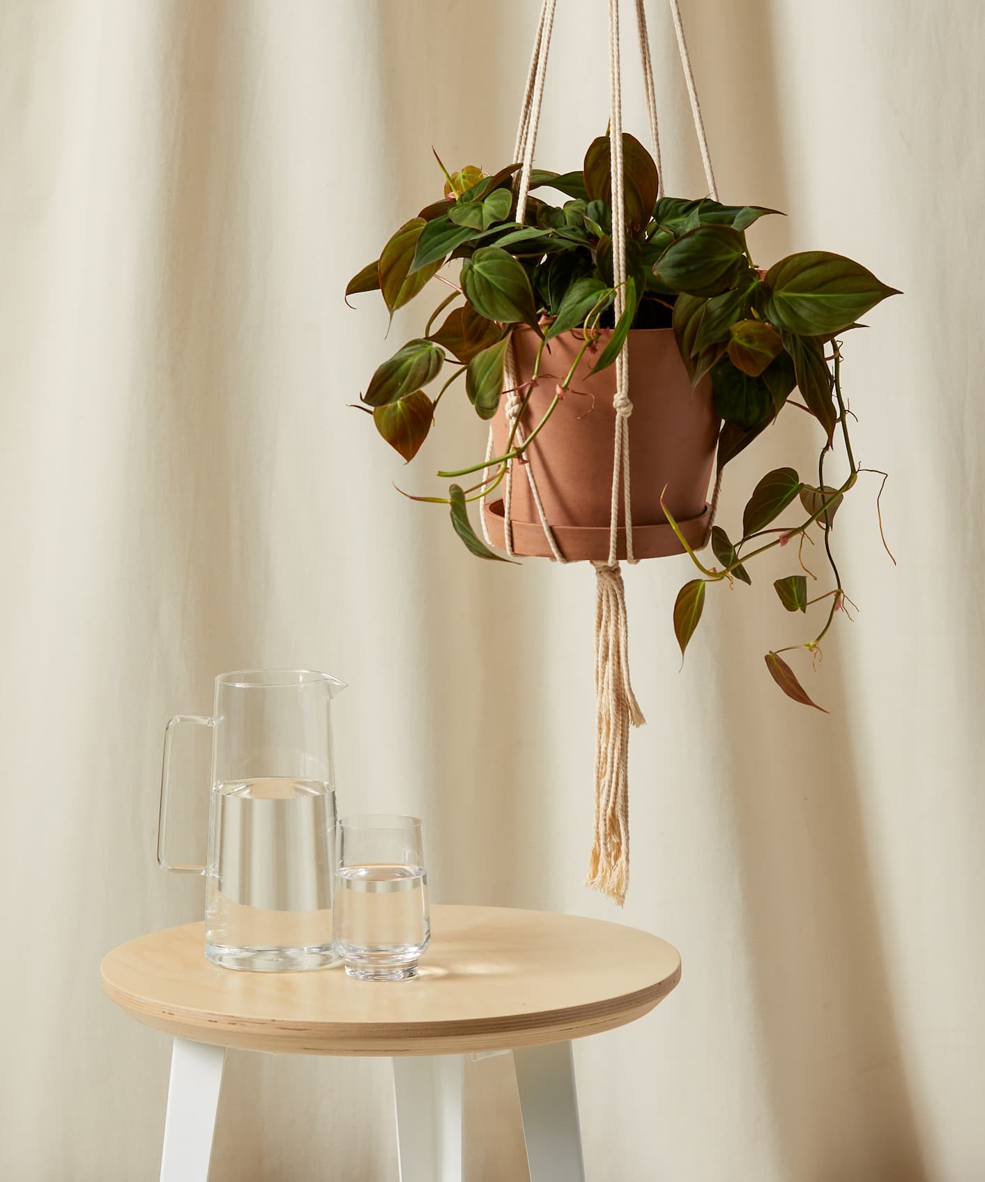 PHILODENDRON VELVET IN HANGING POT