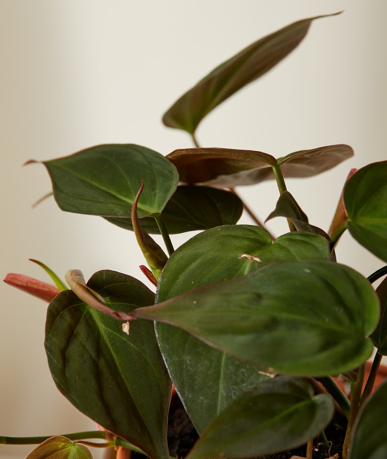 DETAIL SHOT OF PHILODENDRON PLANT