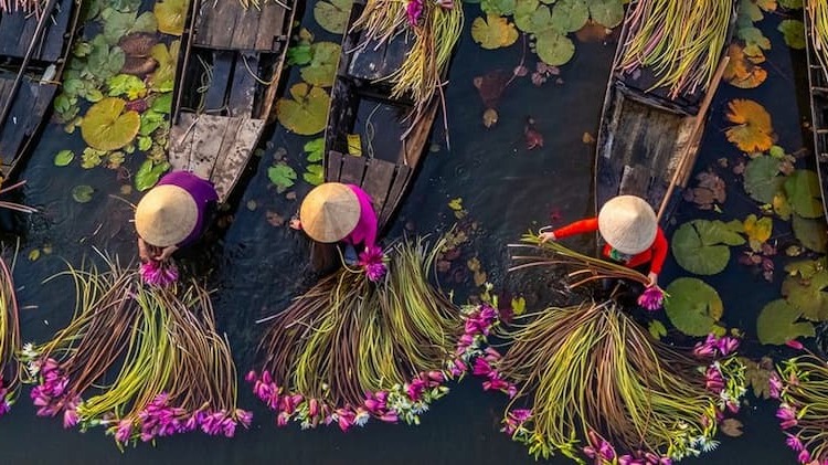 Farmers gathering water lilies from wooden boats