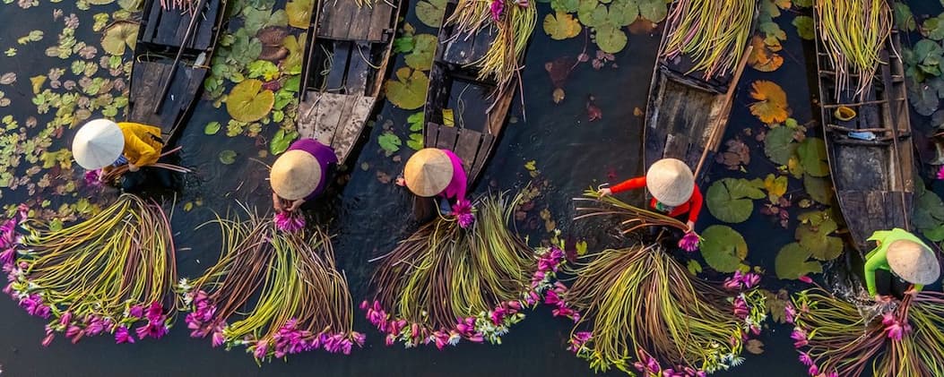 Farmers gathering water lilies from wooden boats