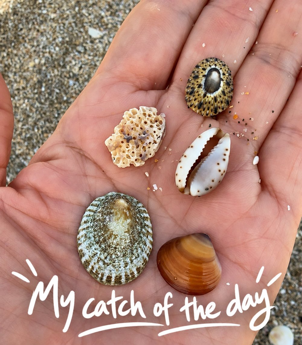 My catch of the day — little shells and beach finds