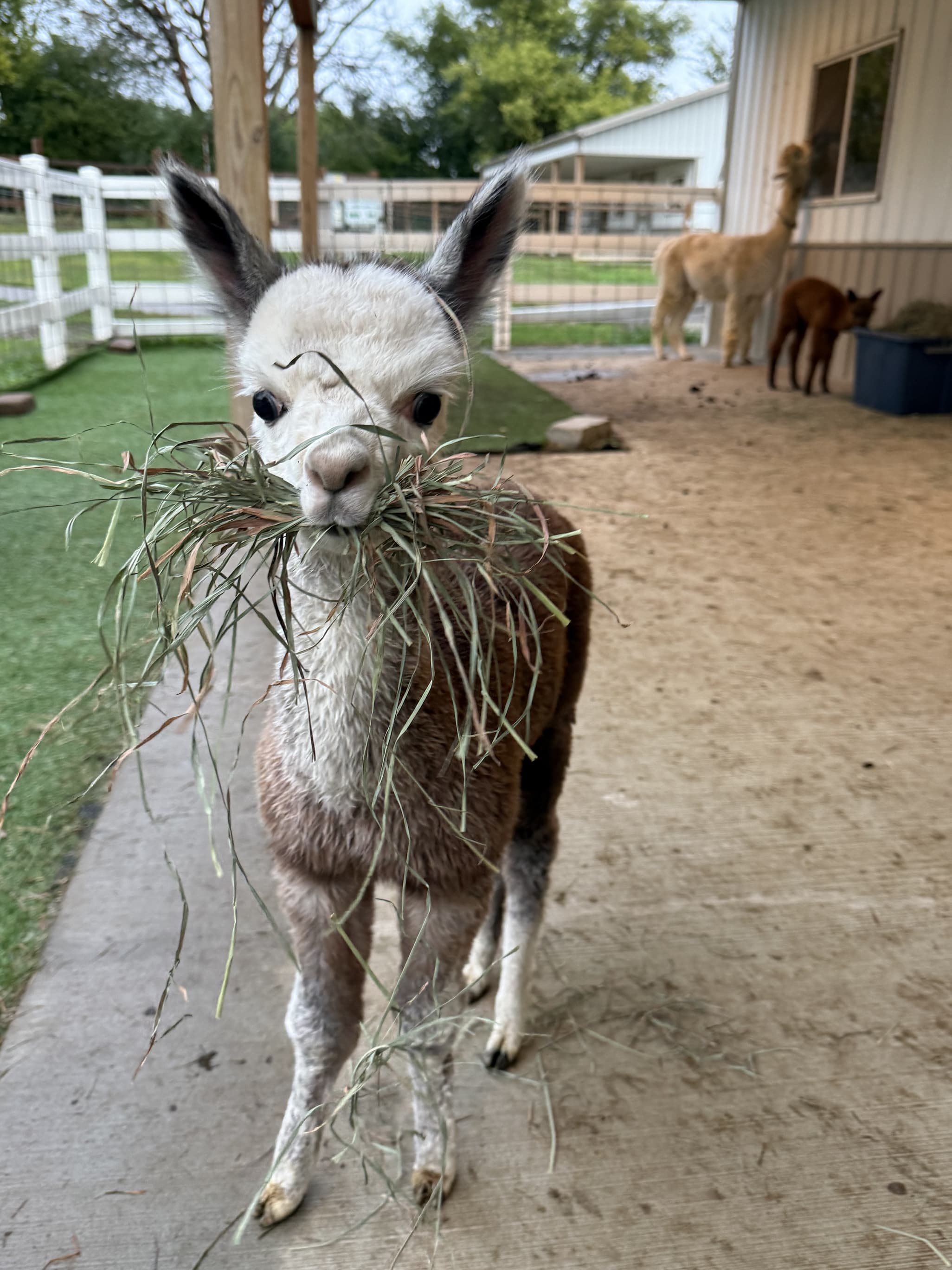 The Rock, one of our 2026 baby alpacas, munching hay