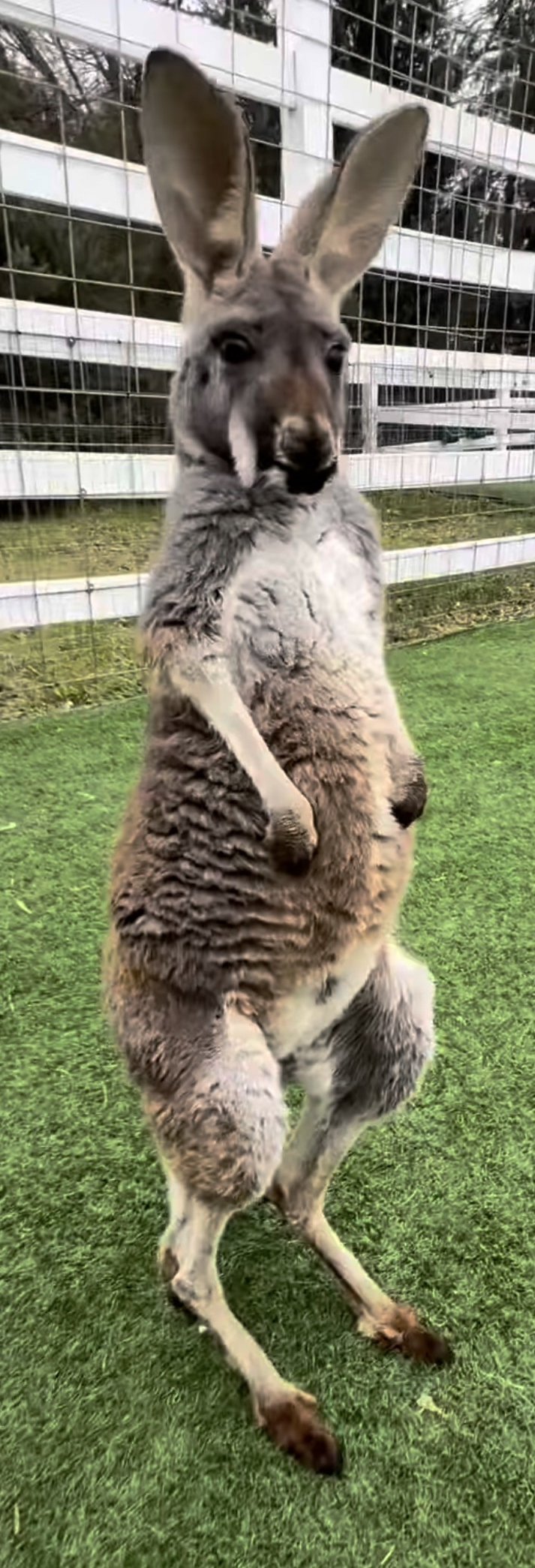 Rooby the kangaroo