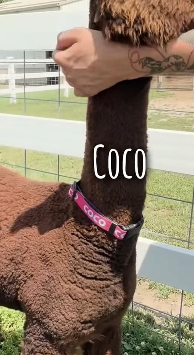 CoCo in her pink collar