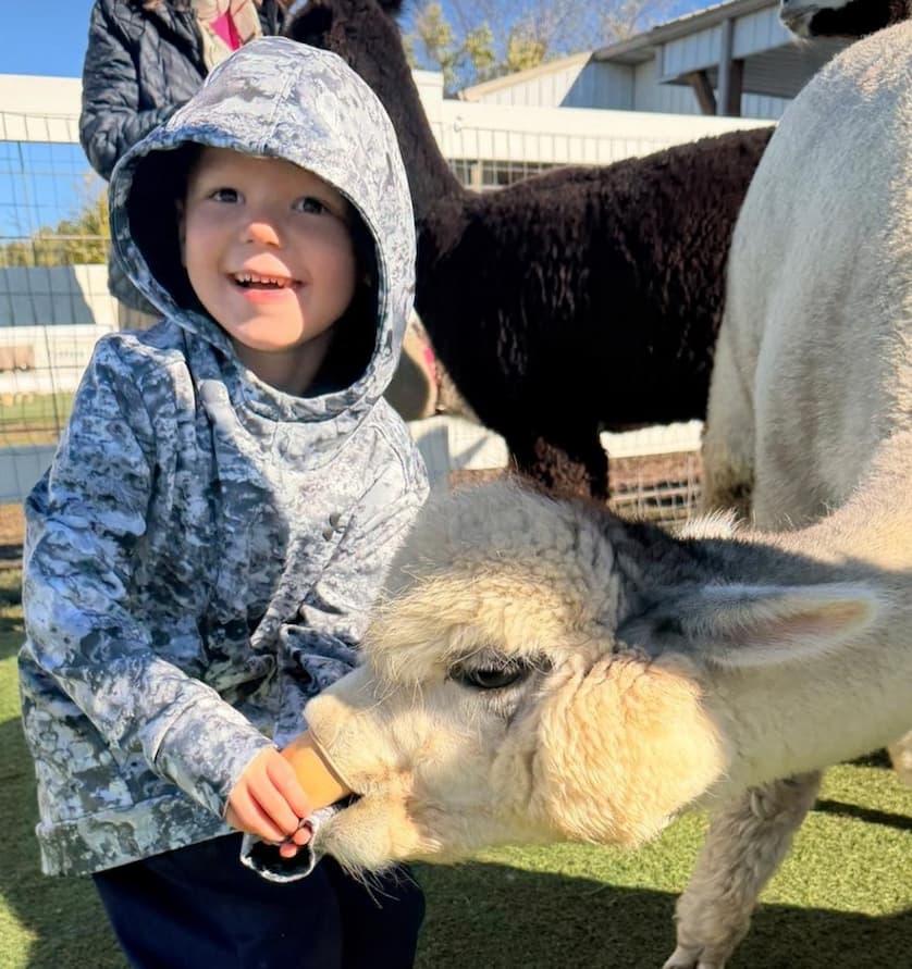 A little boy feeding an alpaca at Pasture Palooza