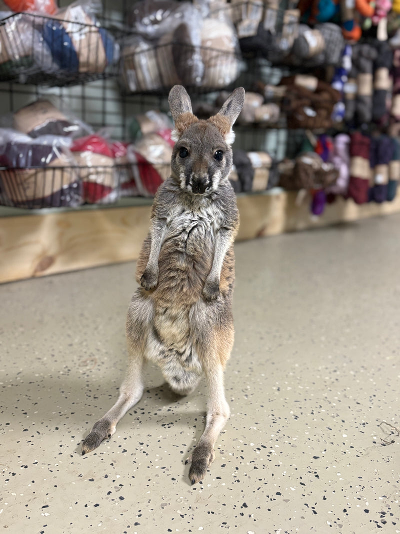 Sydney the kangaroo
