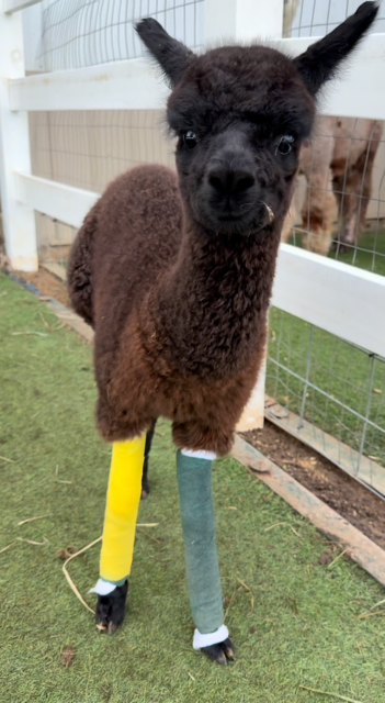 A baby alpaca standing in bright leg splints