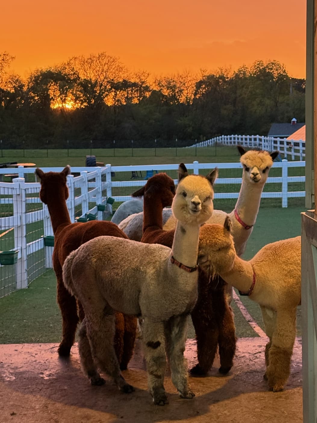 Alpacas in front of an orange sunset