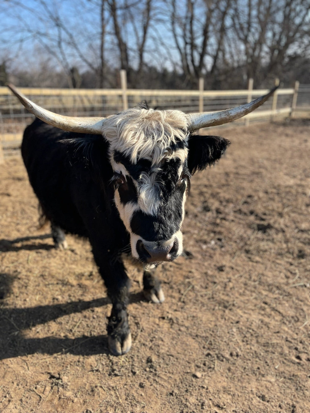 Betty the Miniature Highland cow