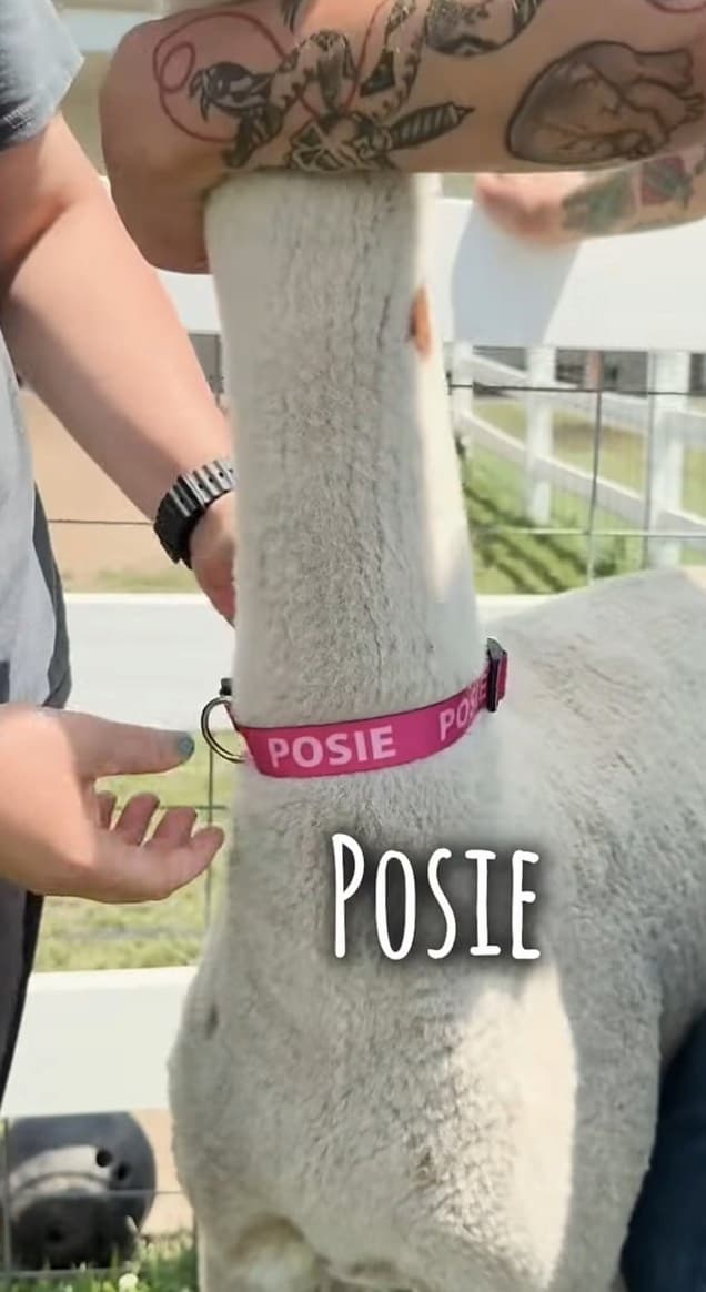 Posie in her pink collar