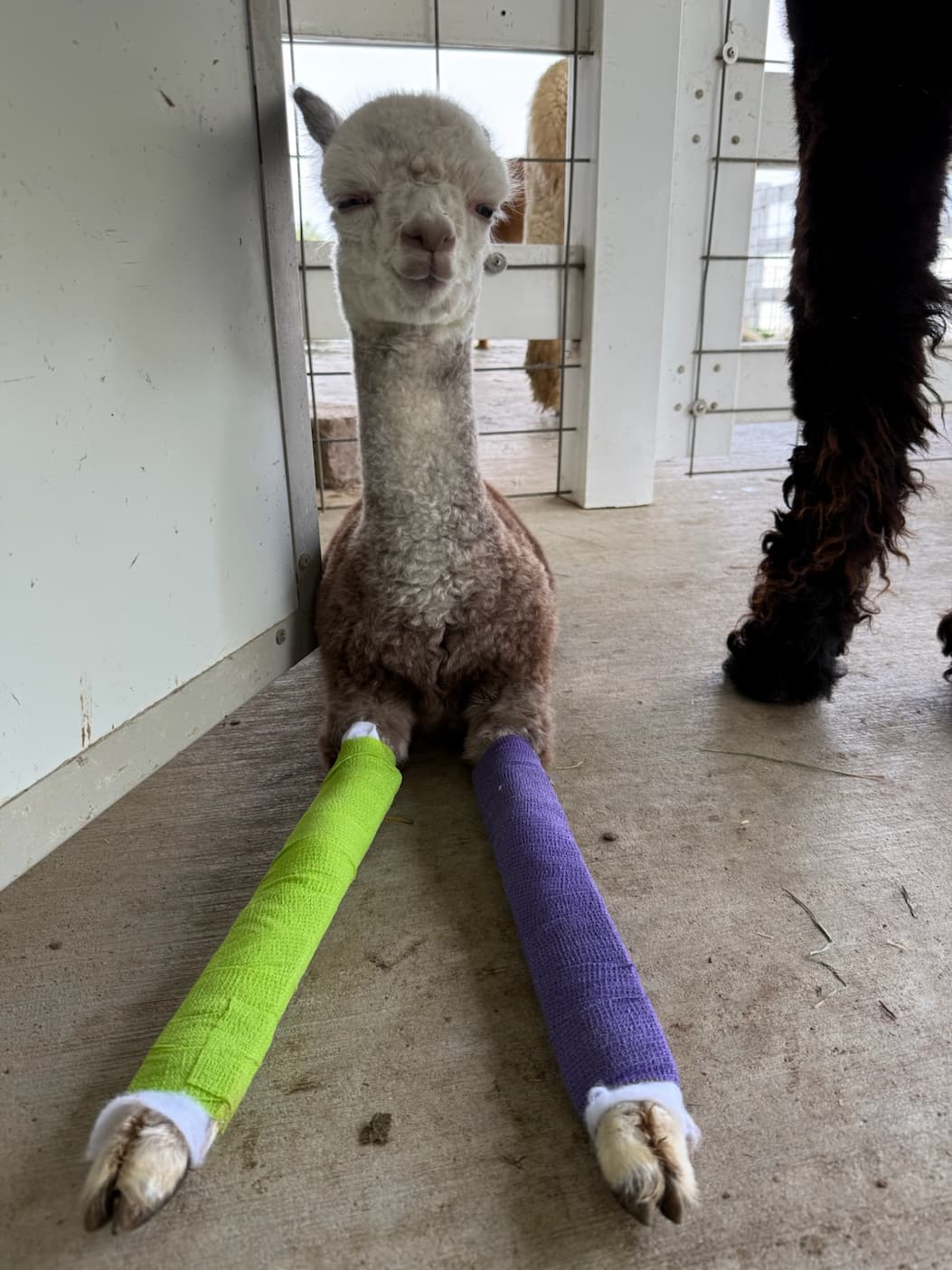 A baby alpaca resting with green and purple leg splints