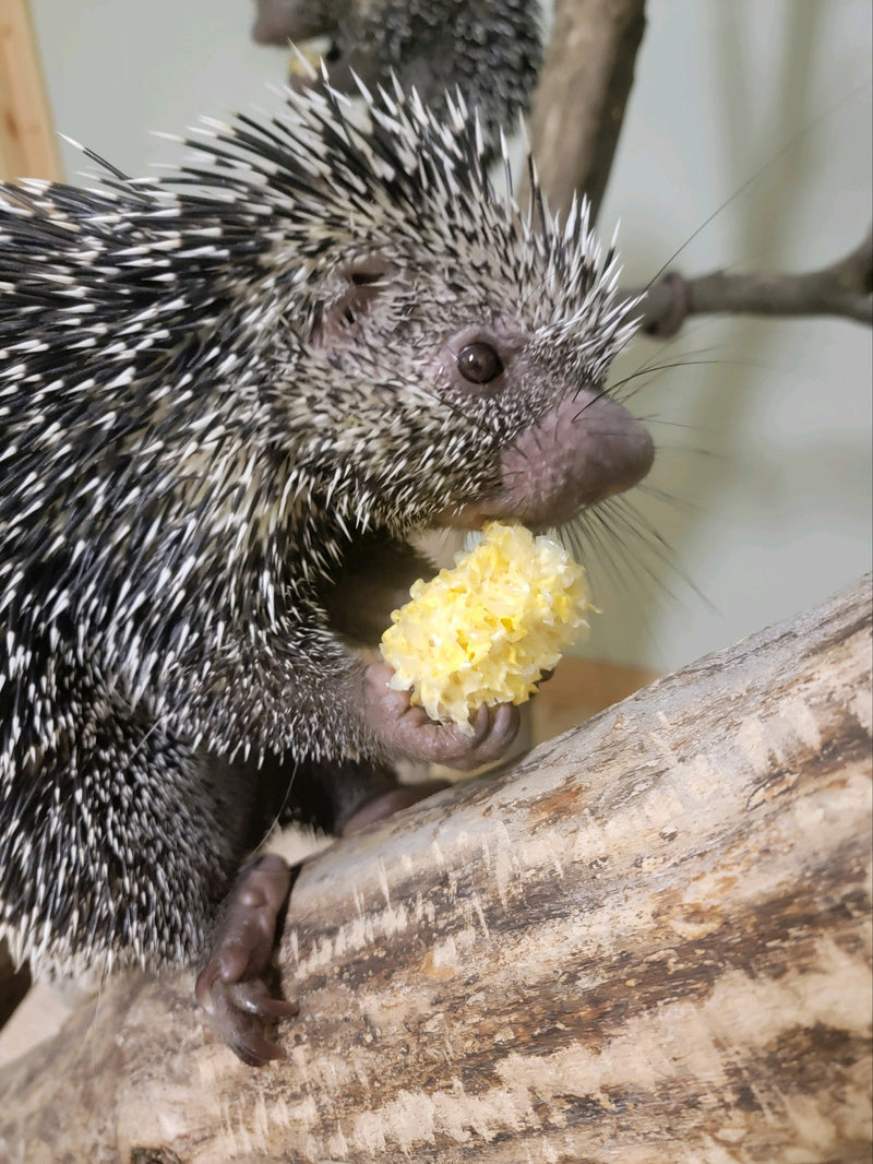 George the porcupine