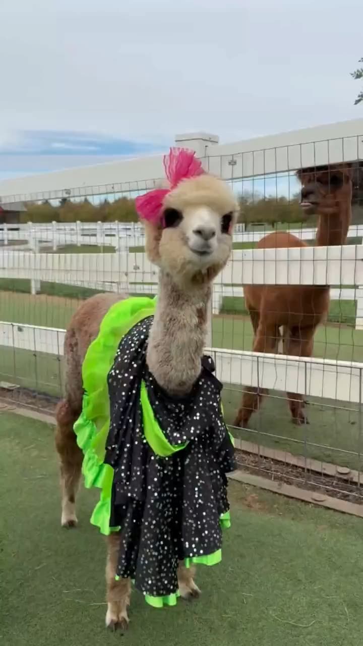 Party Girl the alpaca in a sparkly black and green party dress with a pink bow