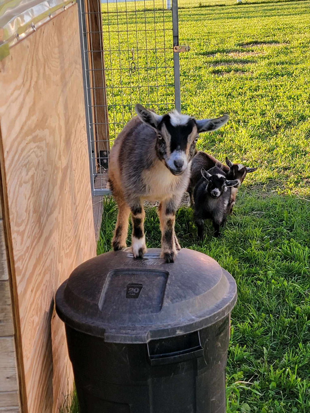 Dolly Parton the goat