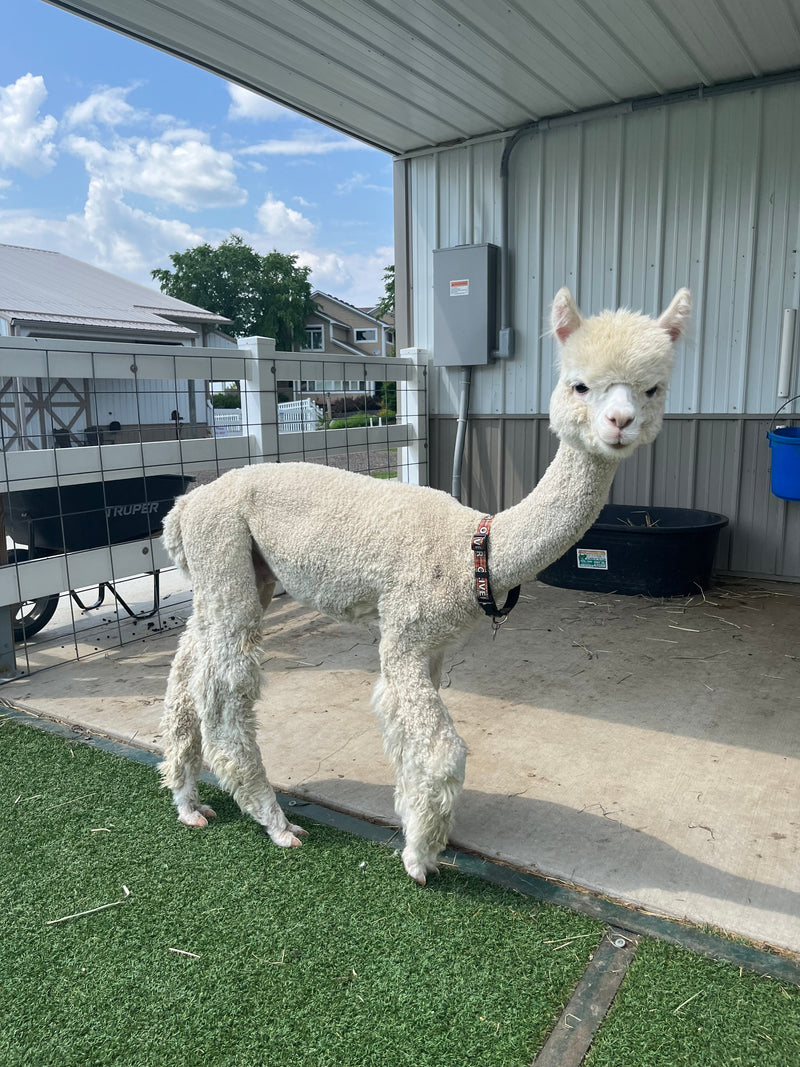 Oliver the alpaca