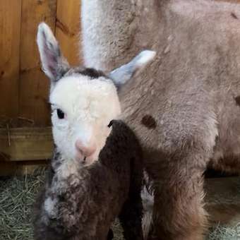 Our new baby boy up close