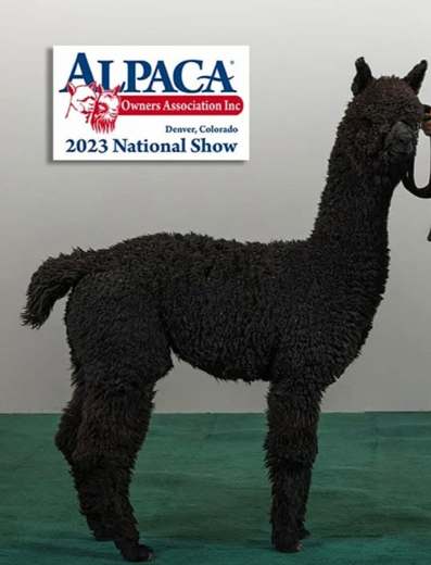 EEF Incognito at the 2023 AOA National Show in Denver