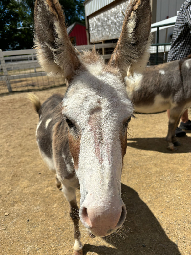 Doris the miniature donkey