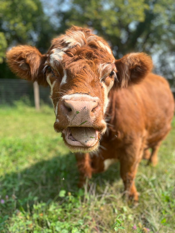 Our Highland cows