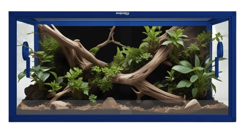 Dwarf Pixie Frog - Pyxicephalus edulis (Captive Bred)