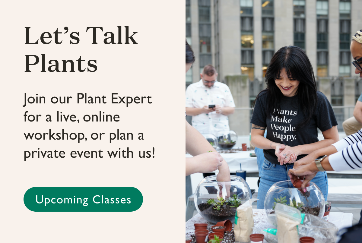Join us for an online workshop or plan a private event.