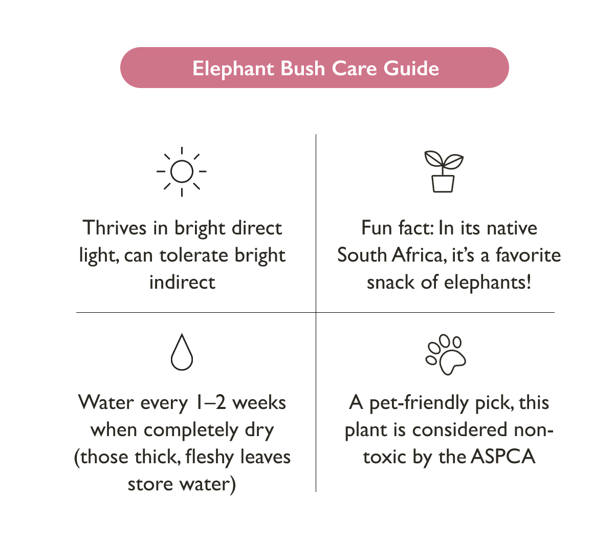 Elephant Bush Simple Plant Care Tips