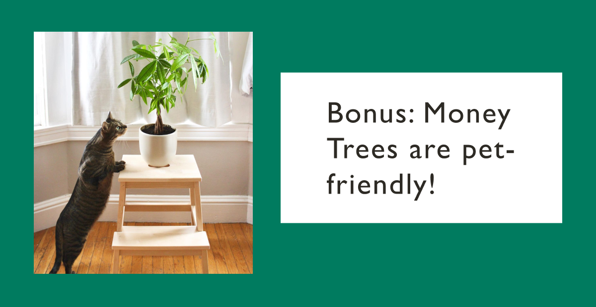 Bonus: Money Trees are pet-friendly.