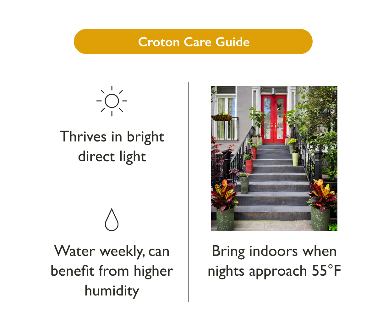 Croton Plant Care Guide