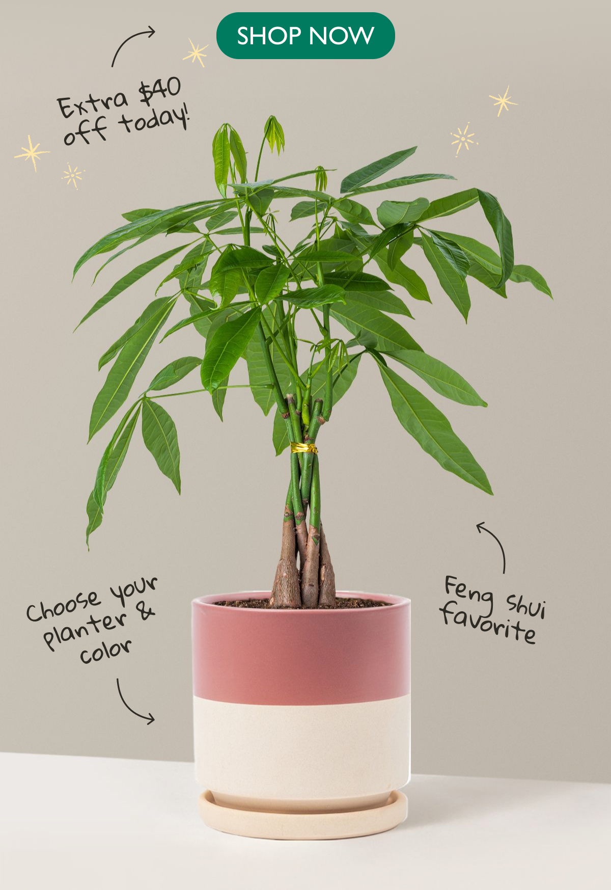 Extra $40 Off the Money Tree