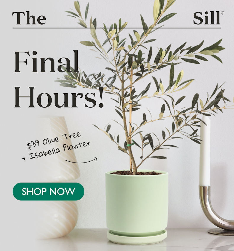 Save more on Olive Trees with code EXTRA40