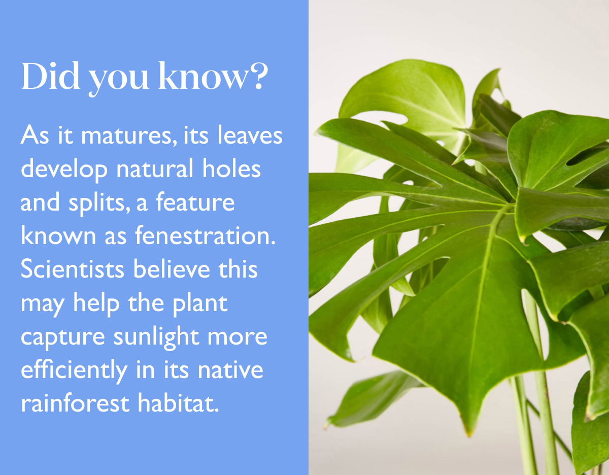 Fun fact: As the Monstera Deliciosa matures, its leaves develop natural holes and splits, a feature known as fenestration. 