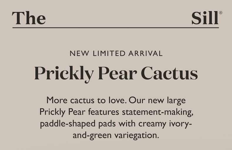 More cactus to love. Our new arrival features statement-making, paddle-shaped pads with creamy ivory-and-green variegation.