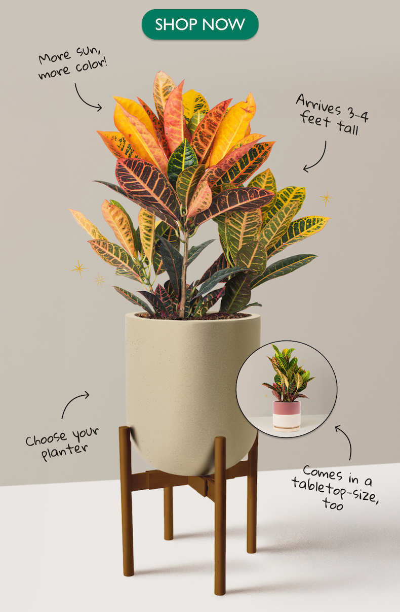 Croton Petra Houseplant