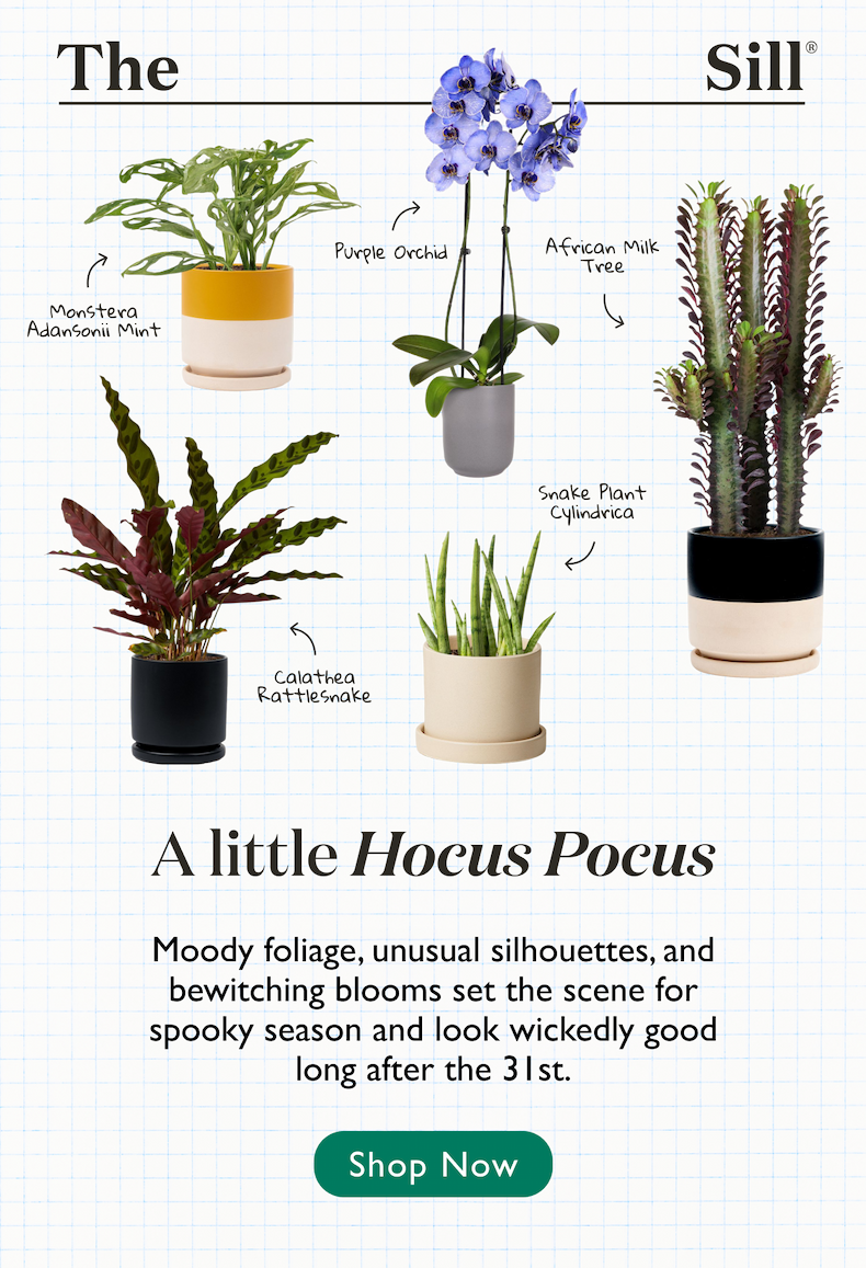 Moody foliage, unusual silhouettes, and bewitching blooms set the scene for spooky season and look wickedly good long after the 31st.