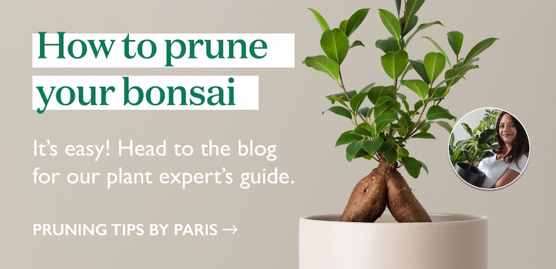 How to Prune Your Bonsai Plant Guide