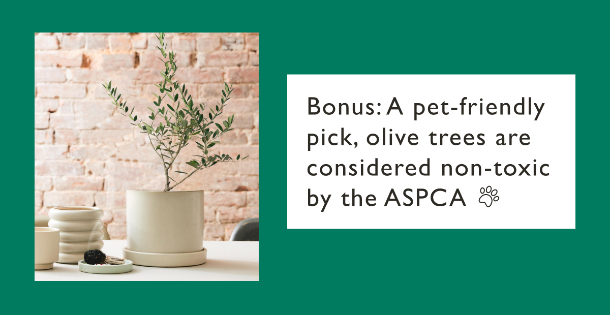 Bonus: Olive Trees are pet-friendly.
