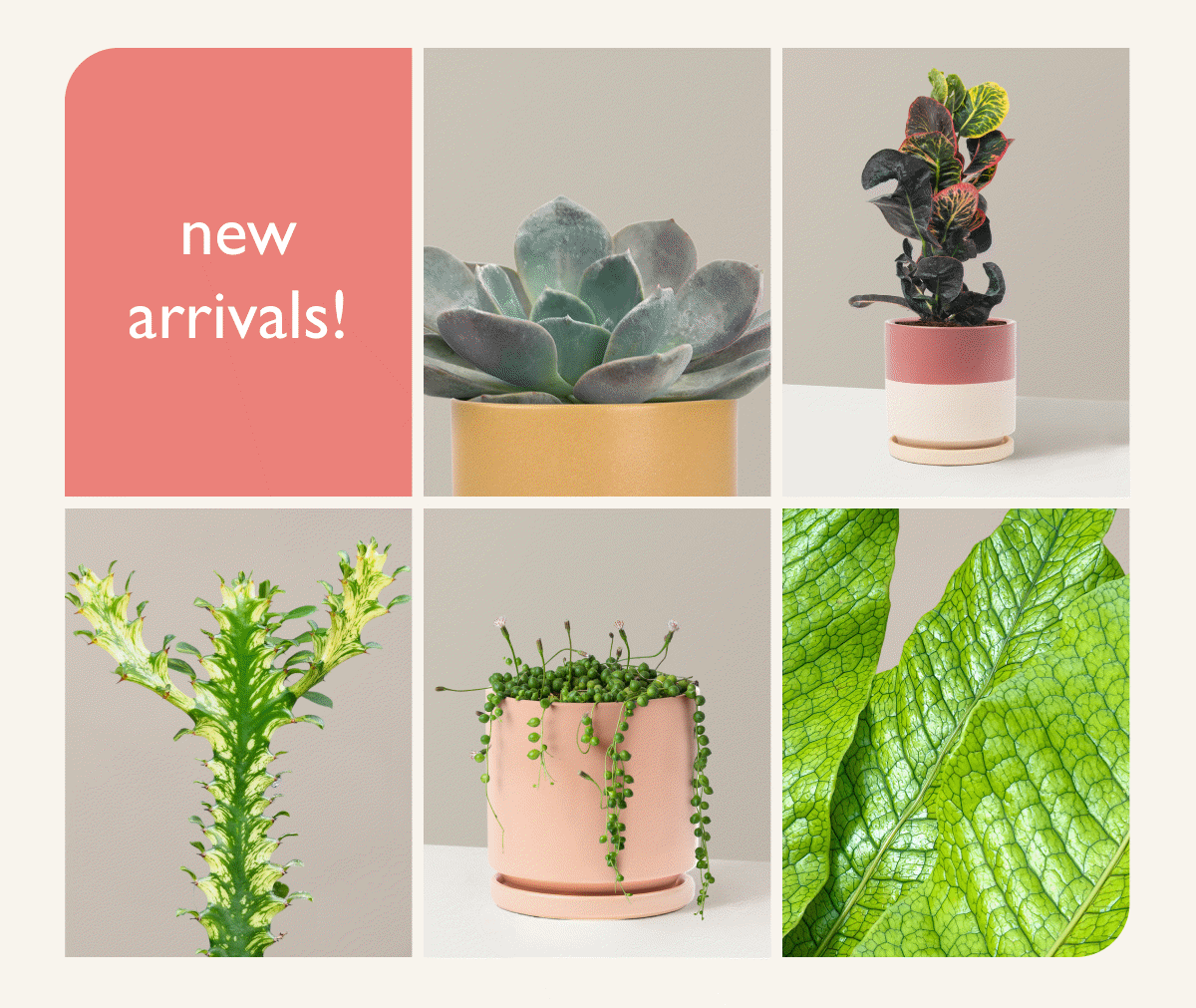 New Arrivals
